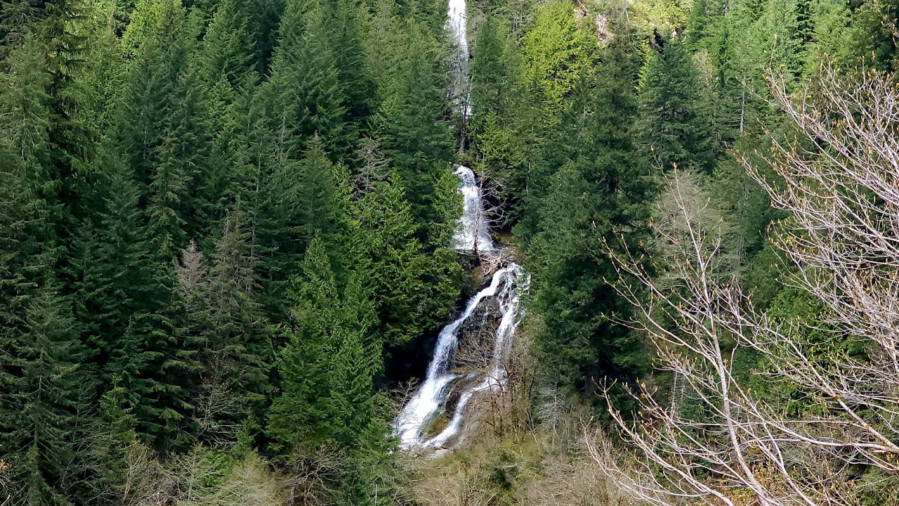 💧 Rushing Water and Dripping Trees — Sound Heaven