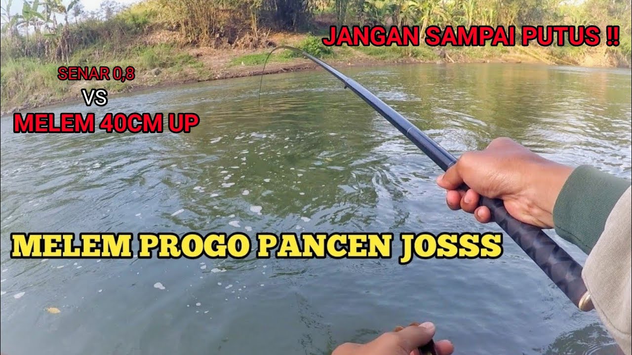 JANGAN SAMPAI PUTUS !! DAHSYATNYA BEROTAN BABON MELEM SUNGAI PROGO BIKIN SENAR PUTUS