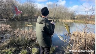 Carp Fishing Some Nice Perch And A Parrot Rescue Mission