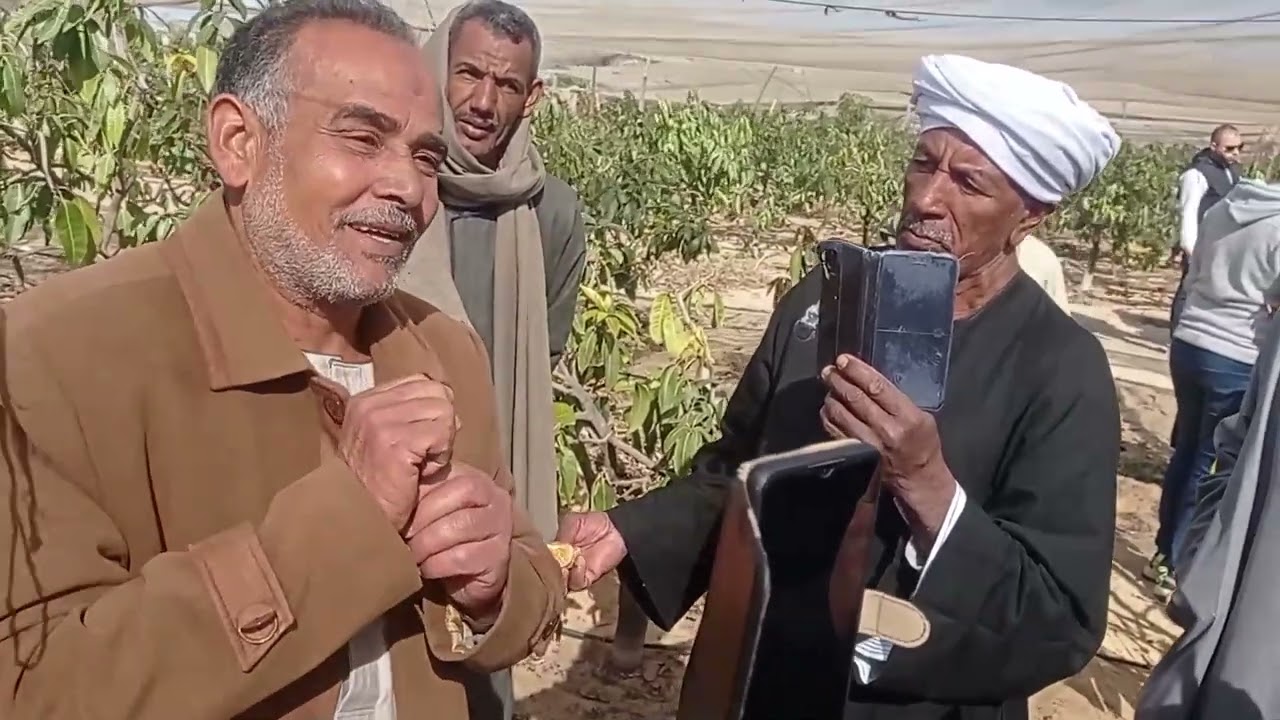 أفضل أنواع الأسمدة العضوية والكيماوية للمانجو