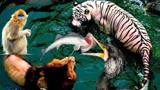 The Greatest Fight In The Animals The Best Of Animals Attack 2022