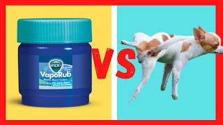 HOW TO PREVENT YOUR DOG FROM PISSING AND BITE EVERYTHING AT HOME  VICKS VAPORUB