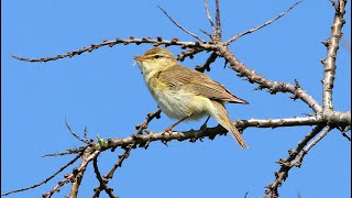 Весенняя песенка пеночки-веснички. Phylloscopos trohilus. Птицы Беларуси.