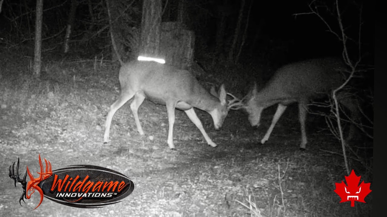 Wildgame Innovations Terra Extreme Trail Camera | Fall 2023 - YouTube