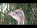 Exploring the world of ostriches natures giants