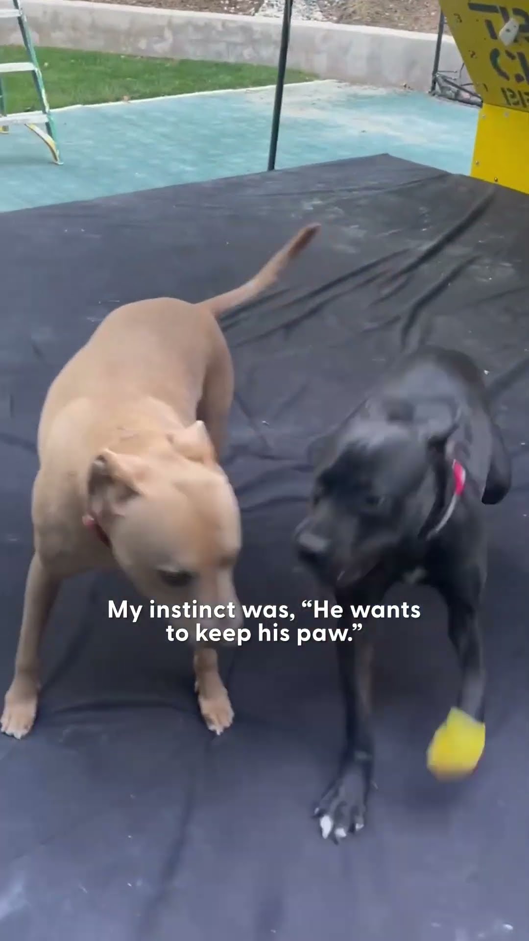 Whitney Cummings Brought Home A Dog With Two Left Legs | The Dodo
