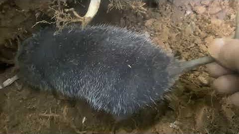 Một ngày may mắn của 2 chị em đào đc nhiều dúi rừng |Rừng núi Bắc Kạn