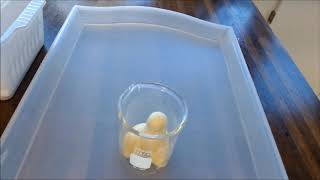 Mouses toothpaste