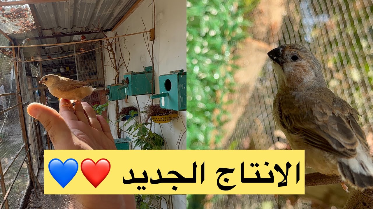 الانتاج الجديد وطيور للبيع