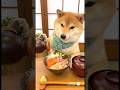 しば犬びわちゃんが海鮮丼に醤油をかけて食べる😋