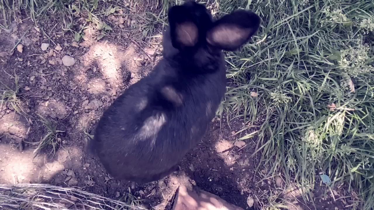 Bunnies Enjoy Nice Weather YouTube
