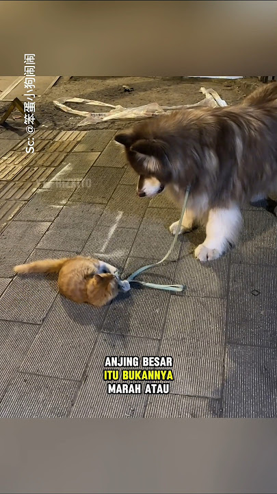 Anjing besar itu tidak marah saat seekor kucing bermain dengan talinya