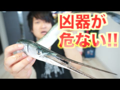 ダツは超危険 釣り人やダイバーに刺さる事故が起こりやすいサヨリに似た魚