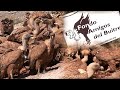 Fondo amigos del buitre | Conservación de buitres y alimoches | El mundo animal | Aves carroñeras