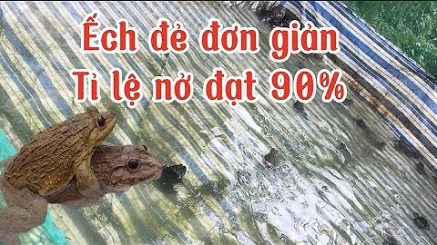 Hướng dẫn cách cho ếch đẻ, ếch giống sinh sản đơn giản | Ếch giống
