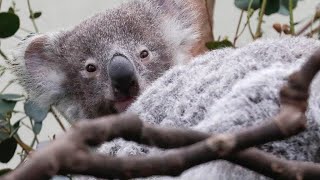 コアラの性病にワクチンを　遺伝子研究で