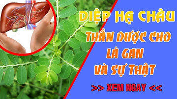 Diệp hạ châu - Thảo dược tốt cho gan và những tác dụng vàng của thảo dược này có thể bạn chưa biết