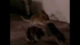 Movie Stils From Tara (2001)