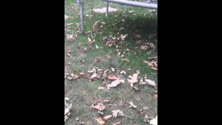 Trampoline pole challenge