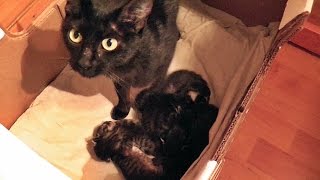 Kami Moves Her Kittens One More Time!