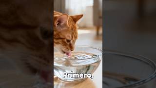 “🚨 Tu gato puede morir de calor en minutos… y no lo sabes 😿🔥” #gatos #calor