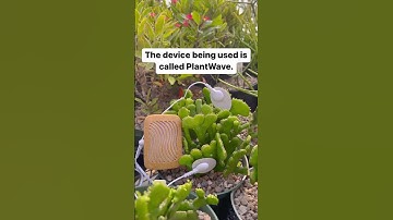 Thumbnail of Mini-cactus music in a greenhouse with a PlantWave plant music device