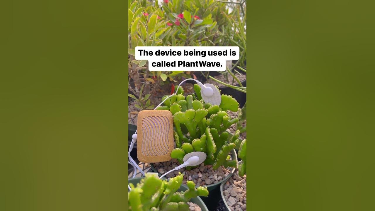 Mini-cactus music in a greenhouse with a PlantWave plant music device Mini-cactus music in a greenhouse with a PlantWave plant music device