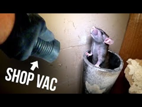 Top 10 piège à souris, Las mejores ideas para trampas para ratas