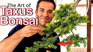 Taxus Bonsai Explained Techniques, Maintenance & Timeless Beauty