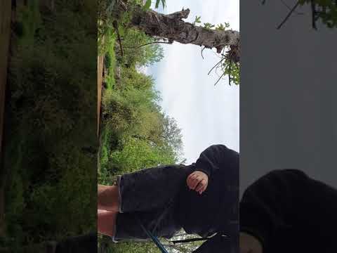 pecanje klena na
