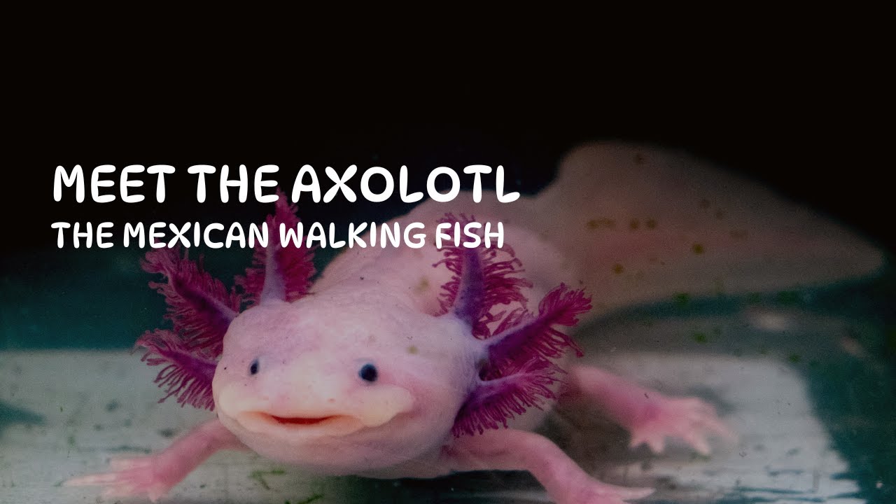 Meet the Axolotl -The Unbelievable Mexican Walking Fish #facts #axolotl ...