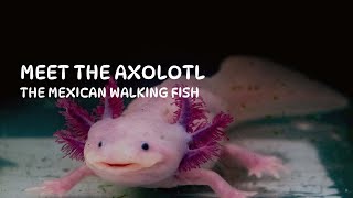 Meet The Axolotl -The Unbelievable Mexican Walking Fish