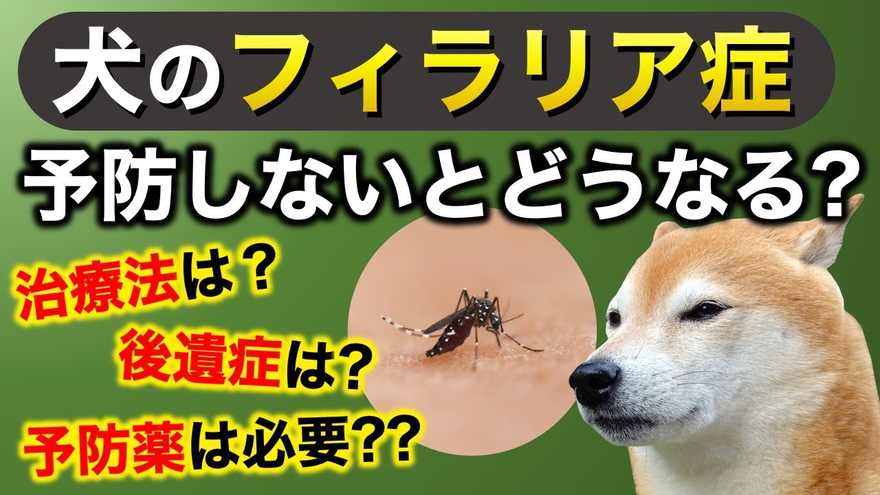 【犬の予防】犬のフィラリア症、予防しないとどうなるの？