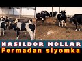 20/30.лтр Sut beradigan SIGIRLAR🐄 va sotiladigan bo’g’ozlar