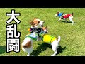 【乱闘】ジャックラッセルテリア１００頭いれば、こうゆう事も起こります［しゃべる犬 ジャックラッセルテリア］