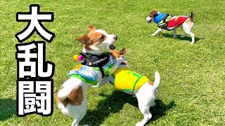【乱闘】ジャックラッセルテリア１００頭いれば、こうゆう事も起こります［しゃべる犬 ジャックラッセルテリア］