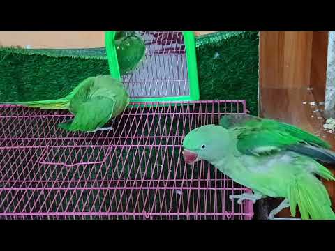 “Mitthu Ki Cute Masti 🦜🥰 | Talking, Playing & Funny Moments | Full Long Video ❤️ | Must Watch!”