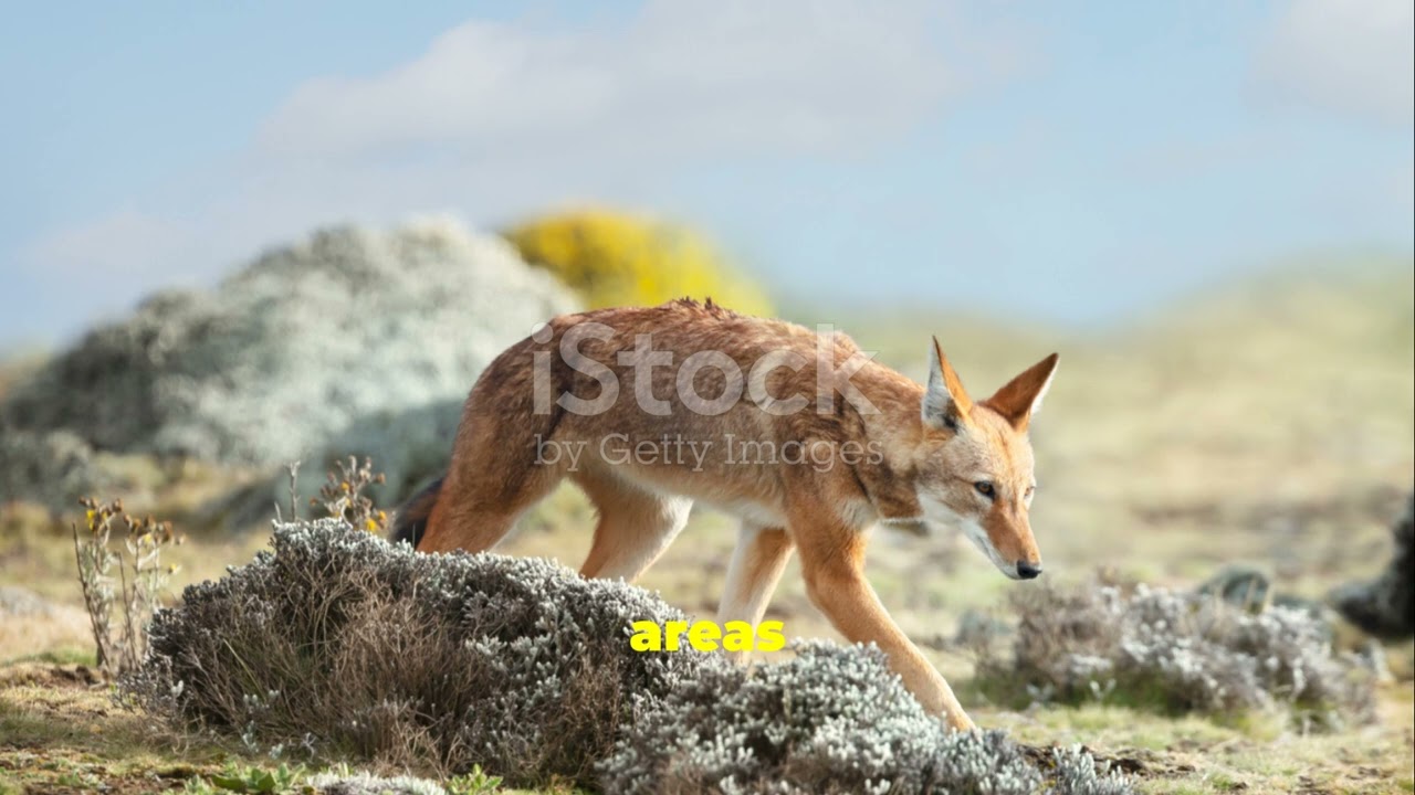 Ethiopian Wolf: The Nectar-Loving Carnivore