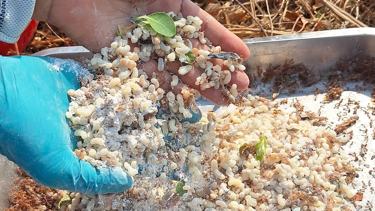 หมานสุดยอดเลาะท่งหาแหย่ไข่มดแดงมีแต่ไข่ใหญ่ๆ