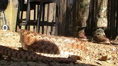 pissed off gopher snake.