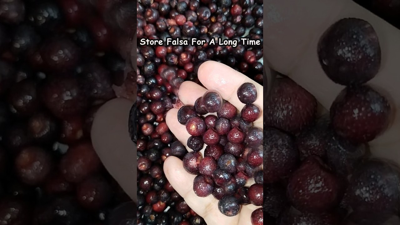 How to Freeze Falsa For A Long Time - Tips To Store Grewia Asiatica 
