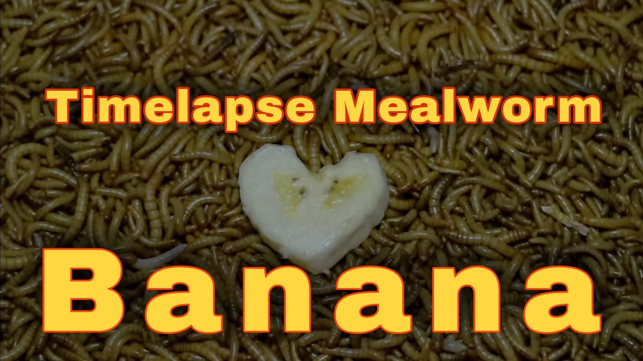 Timelapse Banana Mealworm YouTube