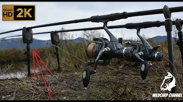 Carp Run COMPILATION 2020! PART 64! High Quality 2K QHD