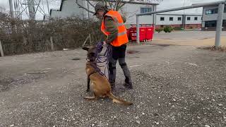 Mantrailing with a Belgian Malinois