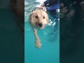 Sirko the swimming shelter dog