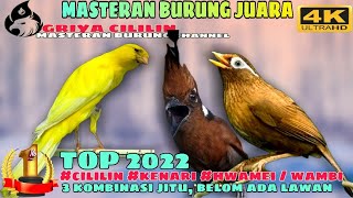 MASTERAN AMPUH MURAI _ Cililin vs Kenari bs Hwamei (WAMBI) _ SUARA KERAS TAJAM