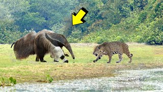 El Poder Del Jaguar , jaguar vs Oso hormiguero, Caimán, Nutria de rio