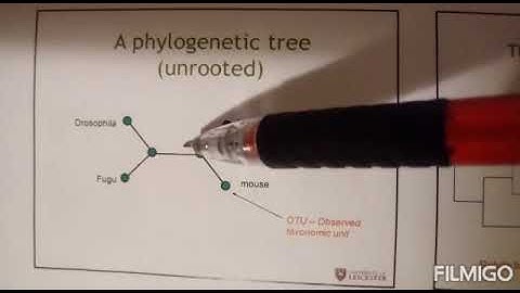 Phylogenetic trees