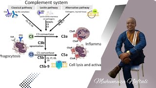THE COMPLEMENT SYSTEM MADE EASY | Classical pathway| Alternative pathway-Immunology. Wealth