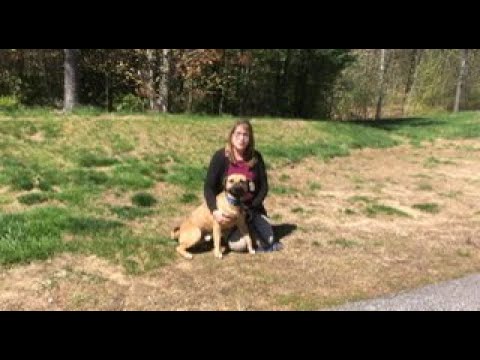 Video: 5 Insider Secrets Only Foster Dog Ouders weten het